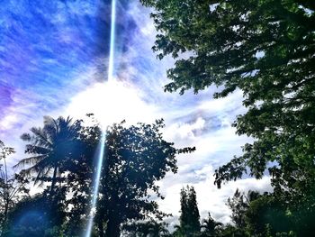 Low angle view of trees against sky