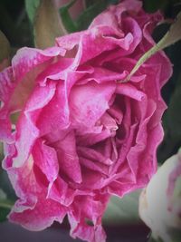 Close-up of pink rose