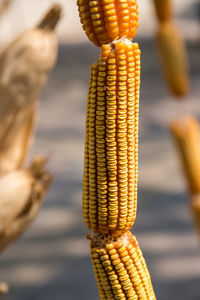 Close-up of corns during sunny day