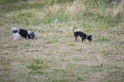 Dogs on field