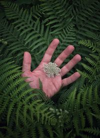 High angle view of person hand with leaves