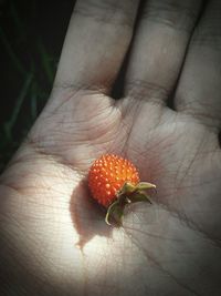 Close-up of hand holding leaf