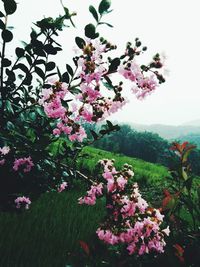 Close-up of pink flowers