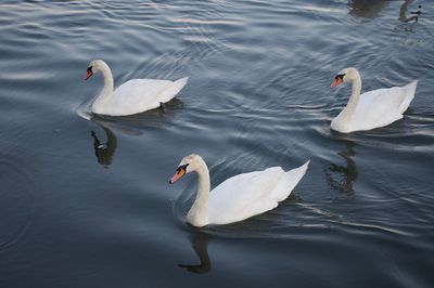 Swans swimming in lake