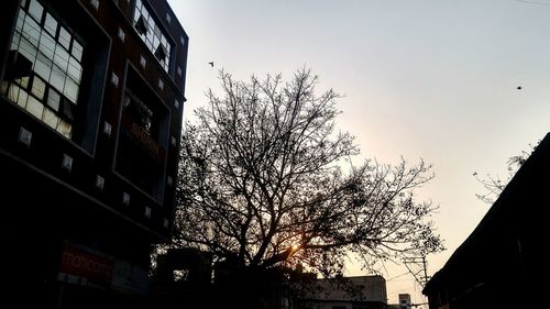 Low angle view of silhouette tree against sky