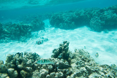 School of fish swimming in sea