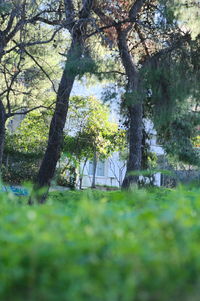 View of flowering trees in park