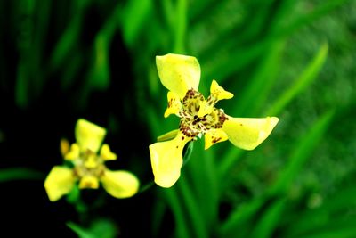 Close-up of yellow flowering plant