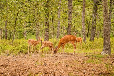 Horse grazing in forest