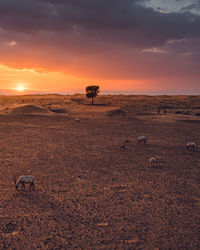 View of horse on field during sunset