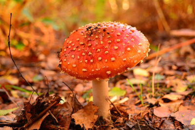 Close-up of fly agaric mushroom on field