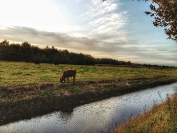 Horse in a field