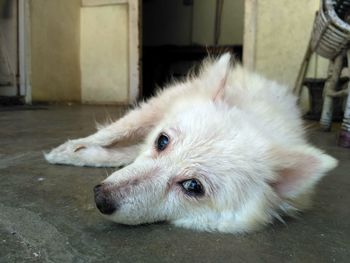 Close-up of dog lying down on floor