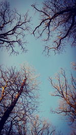 Low angle view of bare tree against sky