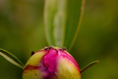 Close-up of insect on plant