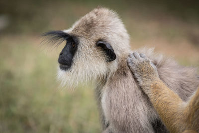 Close-up of monkey