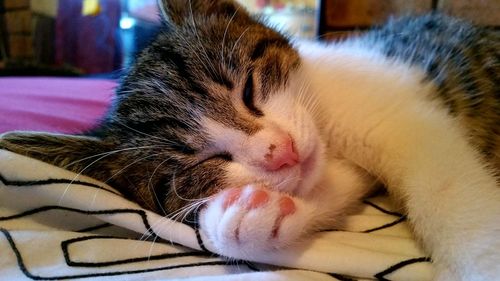 Close-up of cat sleeping on bed