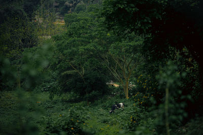 Trees in forest