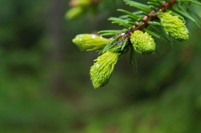 Close-up of green pine cones on plant