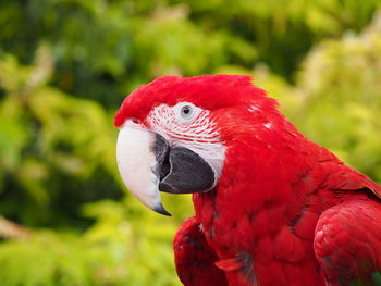 Close-up of parrot