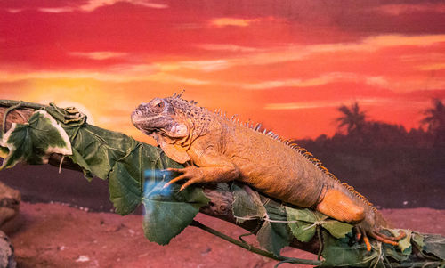 Close-up of lizard on tree against sky