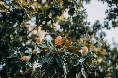 Close-up of flowering plant against trees