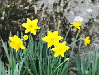 Close-up of yellow daffodil blooming on field