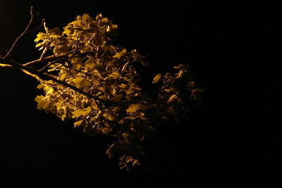 View of moon over black background