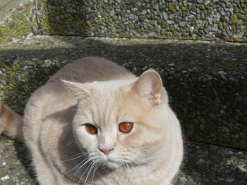 Close-up portrait of tabby cat