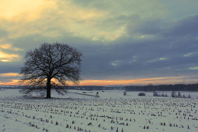 Bare tree on snow covered land against sky during sunset