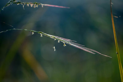 Close-up of plant