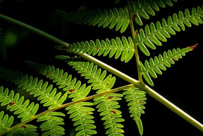 Close-up of fern leaves against black background