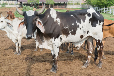 Cows standing in a farm