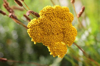 Yarrow flower