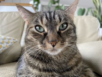 pet