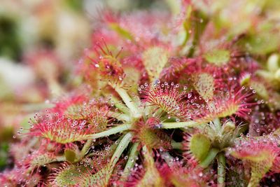 Close-up of pink flowers