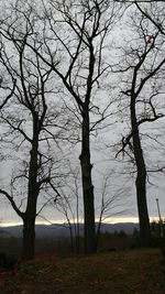 Bare trees on field