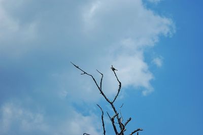 Low angle view of bird flying against sky