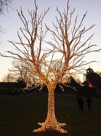 Close-up of tree against sky