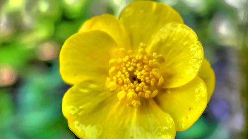 Close-up of yellow flowering plant