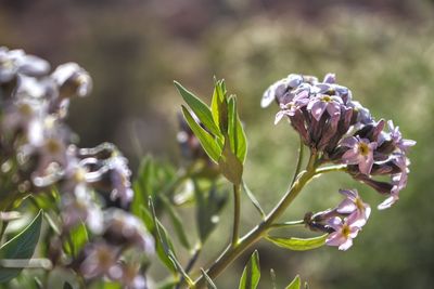 Close-up of purple flowering plant