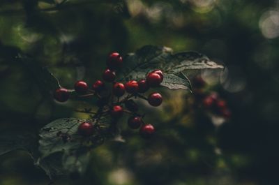 Close-up of red berries growing on tree