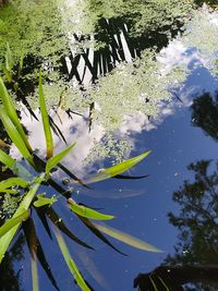 High angle view of plants floating on lake