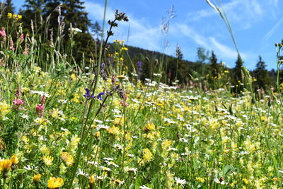 Plants growing on field against sky