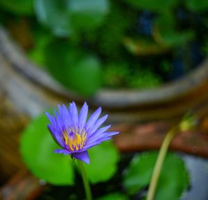 Close-up of purple flowering plant