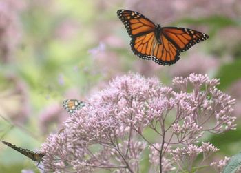 Close-up of butterfly pollinating on pink flower