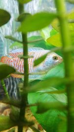 Close-up of fish swimming in water