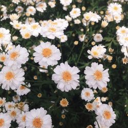 Close-up of white daisy flowers