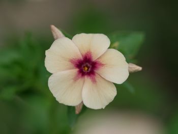 Close-up of white flowering plant