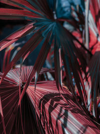 Close-up of palm tree